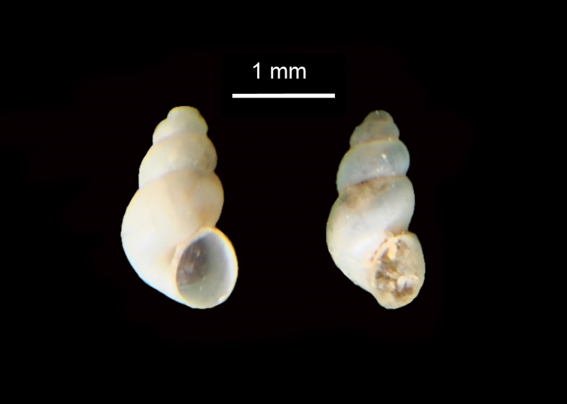 Hydrobiidae , ma quale ???
